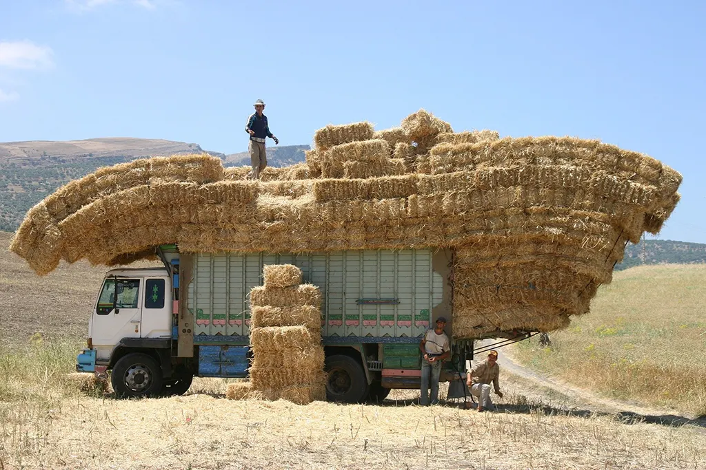 aratás, Marokkó