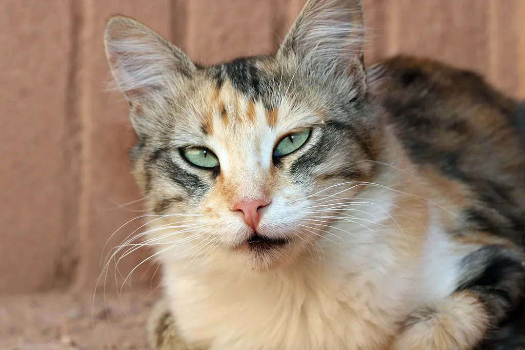 macska, Marokkó