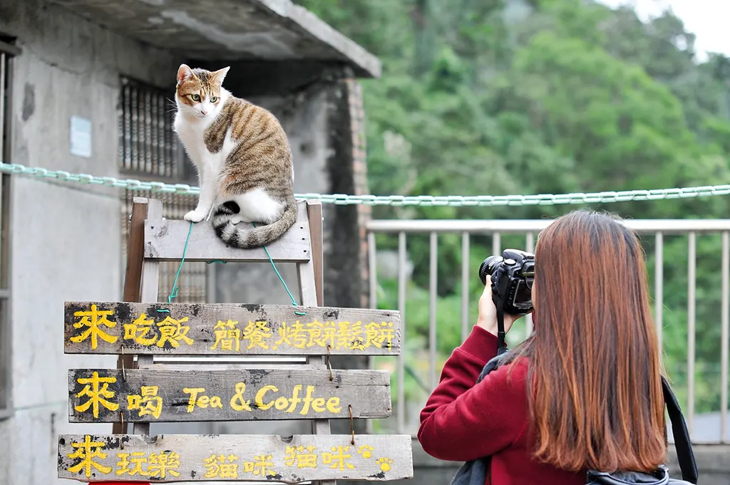 macska, Tajvan
