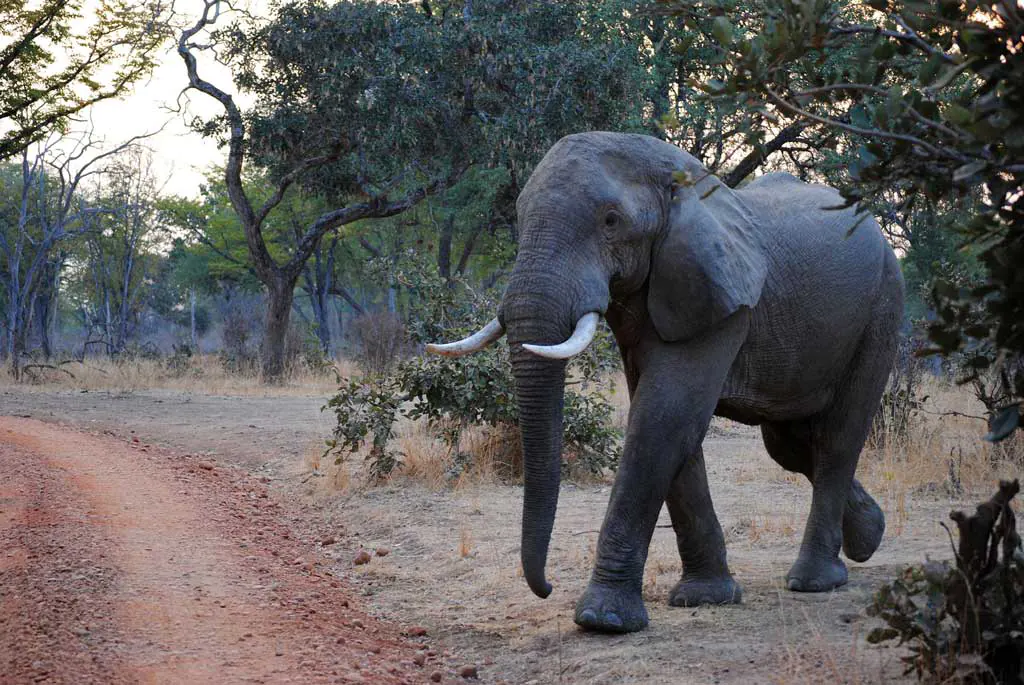 elefánt, Dél Luangwa Nemzeti Park