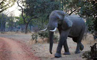 Zambia elefánt