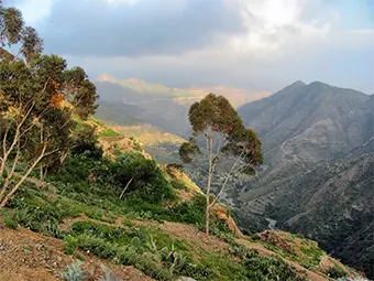 eritreai erdő