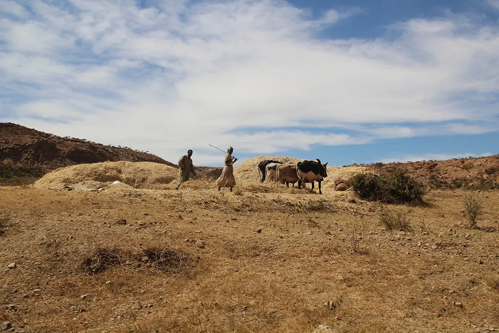 pásztorok, Eritrea