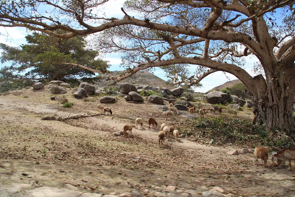 legelő, Eritrea