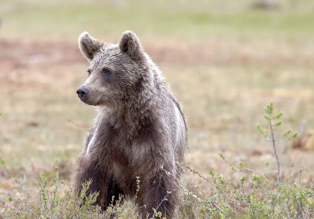 Finnország, barna medve