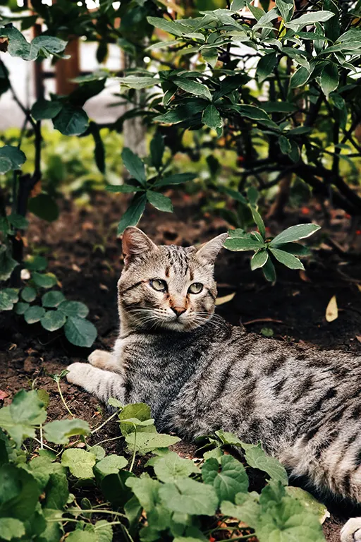 Grúzia, macska