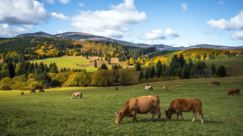 legelő tehenek, Szlovákia
