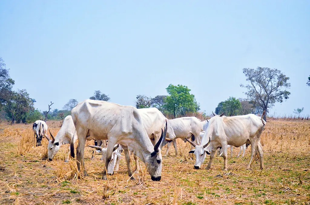 legelő marhák, Nigéria