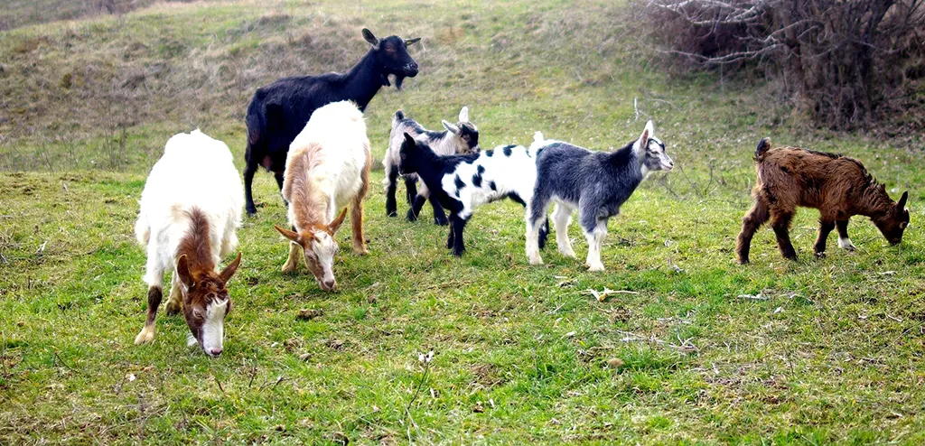 Moldova, vidék, állatok, kecskék
