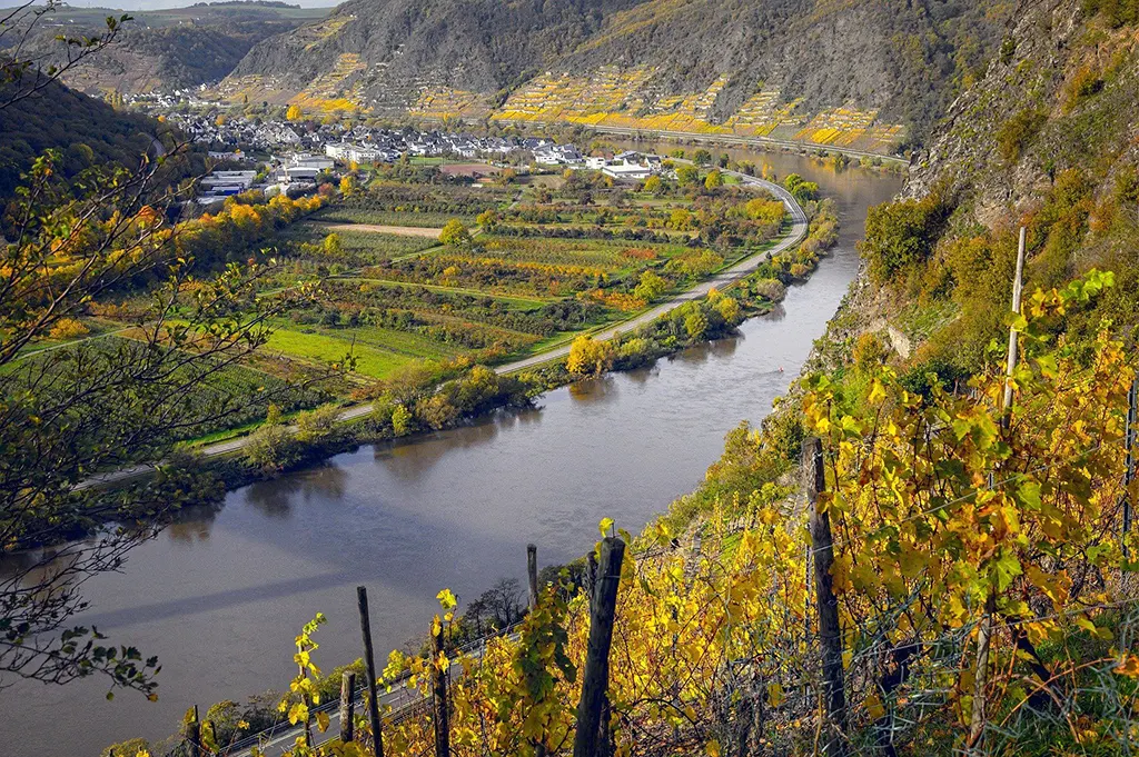 Mosel folyó, szőlőültetvény