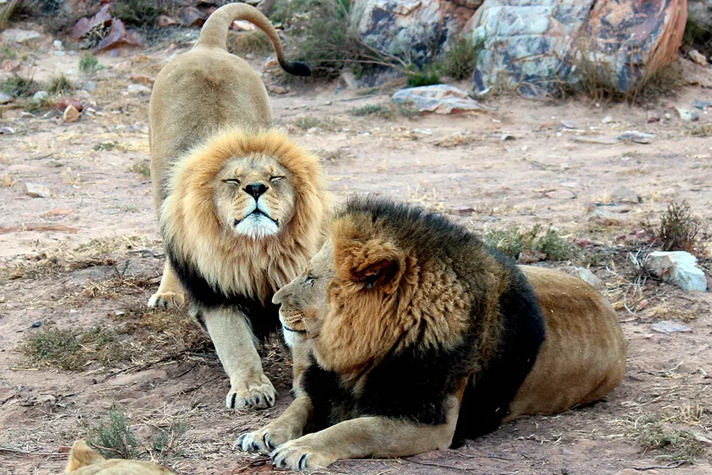 szafari, oroszlán