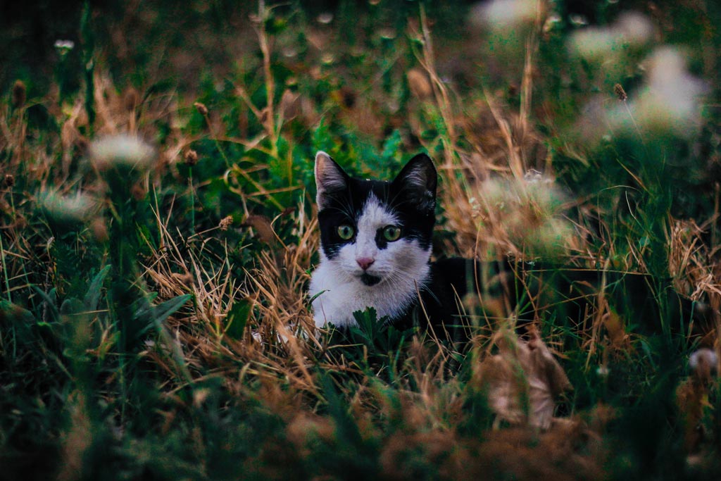 Šar-hegység, fekete-fehér cica