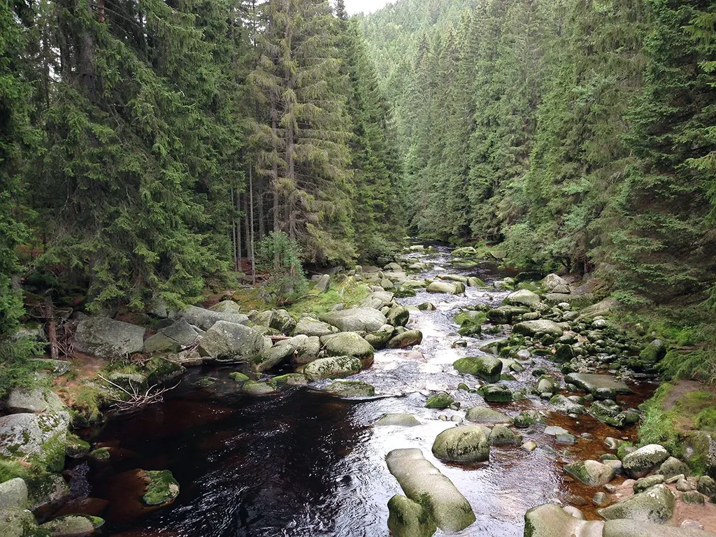 Sumava erdő, Csehország