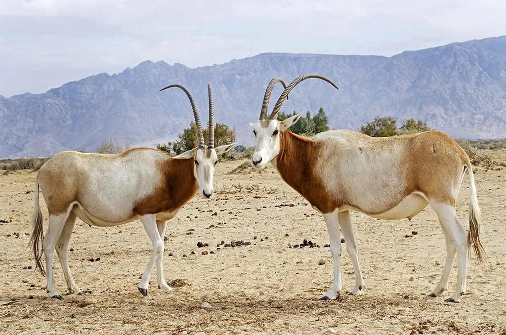 Izrael, Oryx dammah