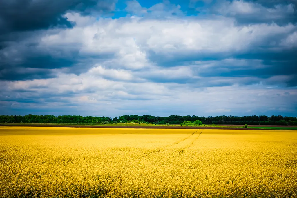 Ukrajna, mezőgazdaság