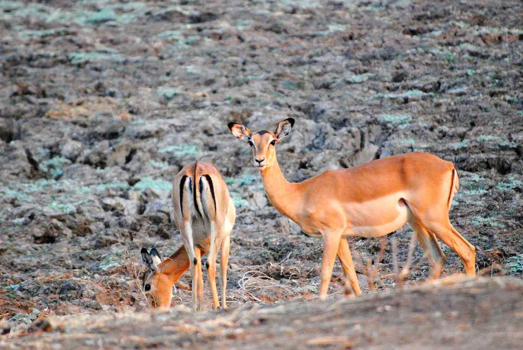 Dél Luangwa Nemzeti Park, antilop